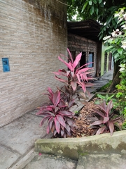 Cordyline fruticosa