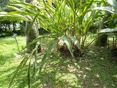 Alpinia mesanthera
