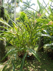 Alpinia mesanthera