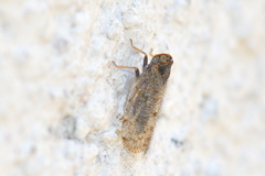 Tachycixius pilosus