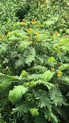 Senna alata