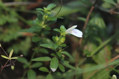 Justicia protracta protracta