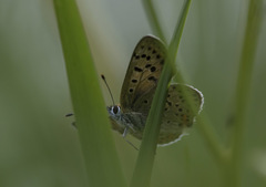 Lycaena tityrus
