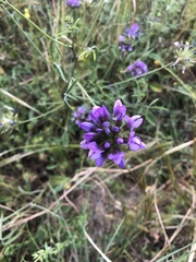 Bituminaria