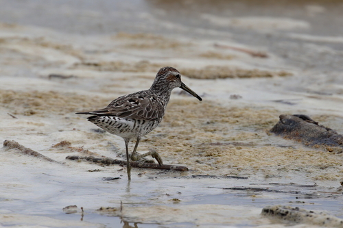 Correlimos zancolín (Calidris himantopus)