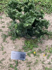 Euphorbia neriifolia
