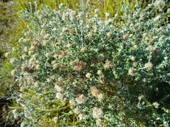 Plecostachys serpyllifolia