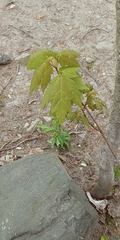 Acer rubrum