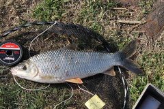 Megaleporinus obtusidens