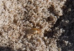 Pachyphaleria capensis