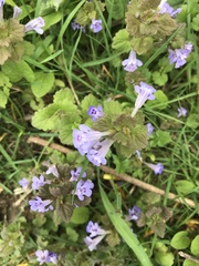 Glechoma hederacea