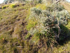 Plecostachys serpyllifolia