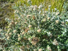 Plecostachys serpyllifolia