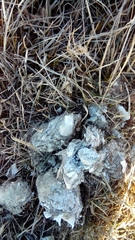 Canis lupus italicus