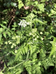 Anthriscus sylvestris