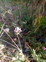 Bituminaria bituminosa