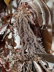 Callithamnion pikeanum