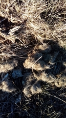 Canis lupus italicus