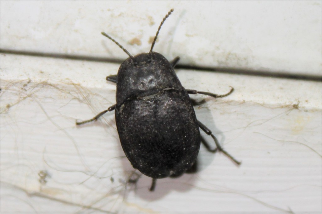 Embaphion muricatum