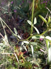 Bituminaria bituminosa