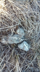 Canis lupus italicus