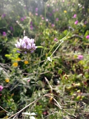 Bituminaria bituminosa