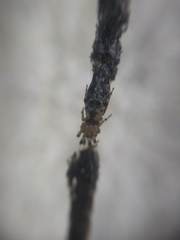 Cyclosa machadinho