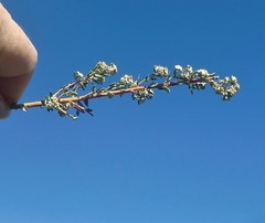 Phylica ericoides ericoides