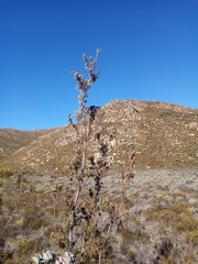 Leucadendron loeriense