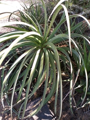 Agave ocahui