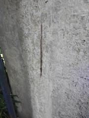 Cyclosa machadinho
