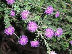 Melaleuca squamea