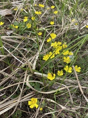 Potentilla arenosa