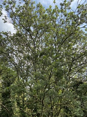 Angiospermae