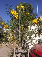 Cascabela thevetioides