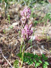 Anacamptis coriophora
