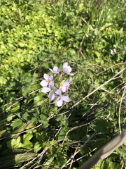 Cardamine pratensis