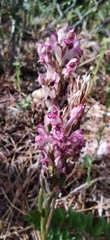 Anacamptis coriophora