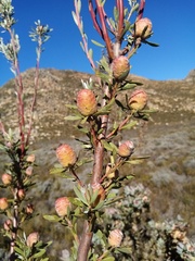 Leucadendron loeriense