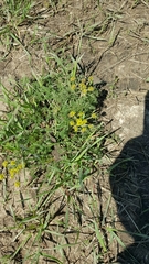 Lomatium foeniculaceum