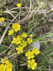Potentilla arenosa