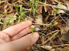 Memoremea scorpioides