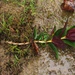 Miconia verticalis - Photo (c) humbertomendozacifuentes, some rights reserved (CC BY-NC), uploaded by humbertomendozacifuentes