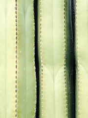 Lophocereus marginatus