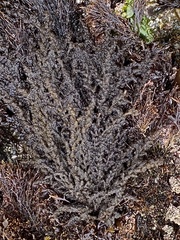 Callithamnion pikeanum