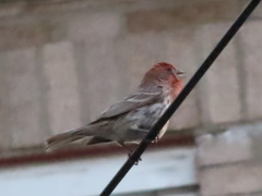 Haemorhous mexicanus