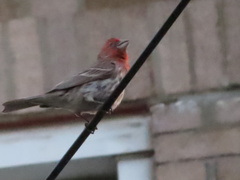 Haemorhous mexicanus