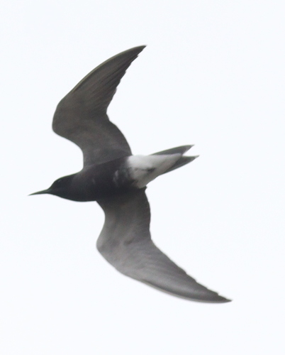 Fumarel común (Chlidonias niger)