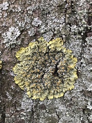 Xanthoria parietina