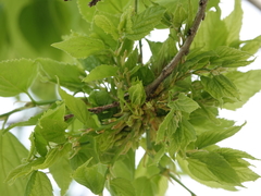 Podosphaera phytoptophila